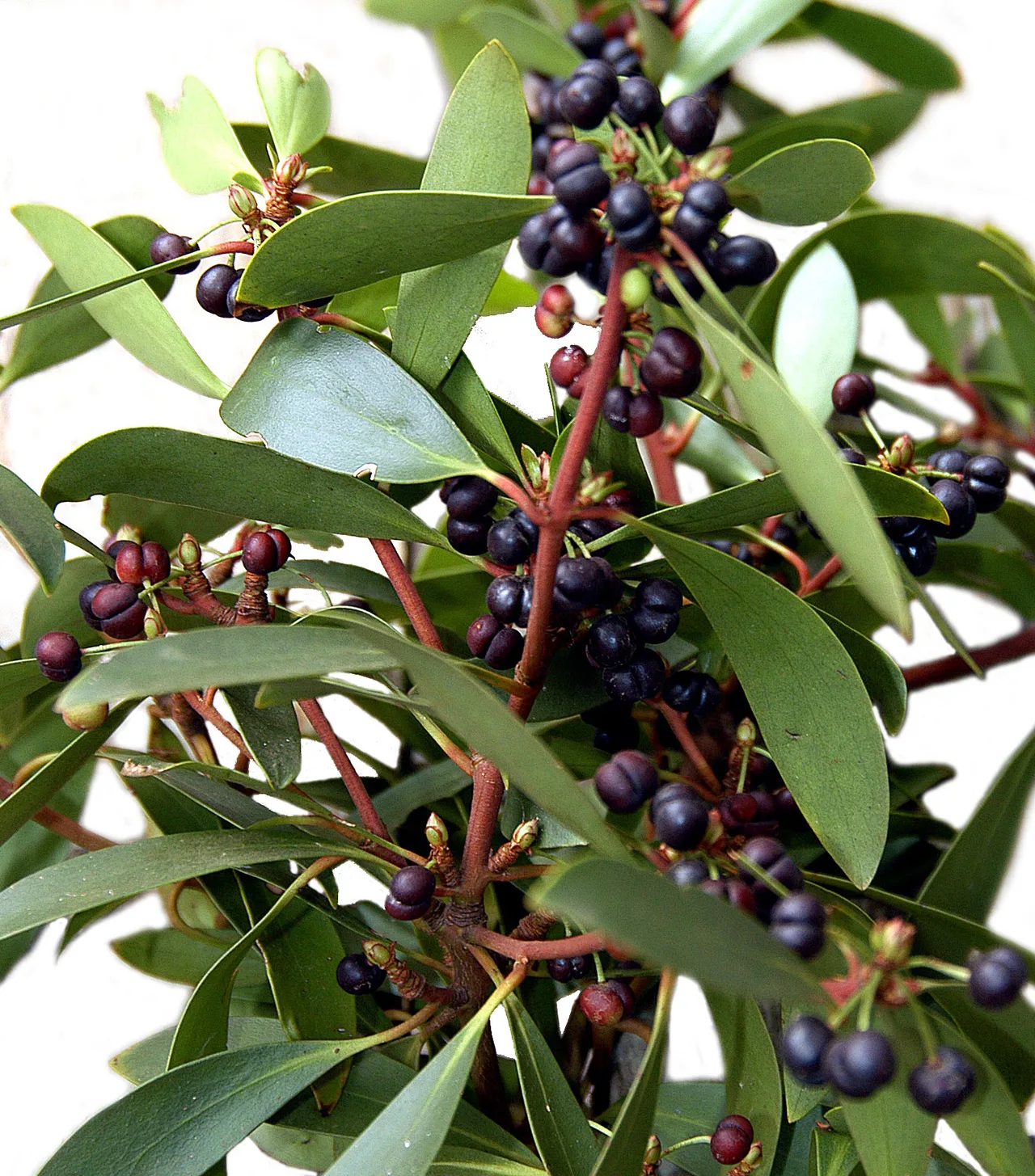 Zweig des Tasmanischen Bergpfeffers mit lanzettlichen grünen Blättern, roten Stielen und schwarzvioletten Beeren