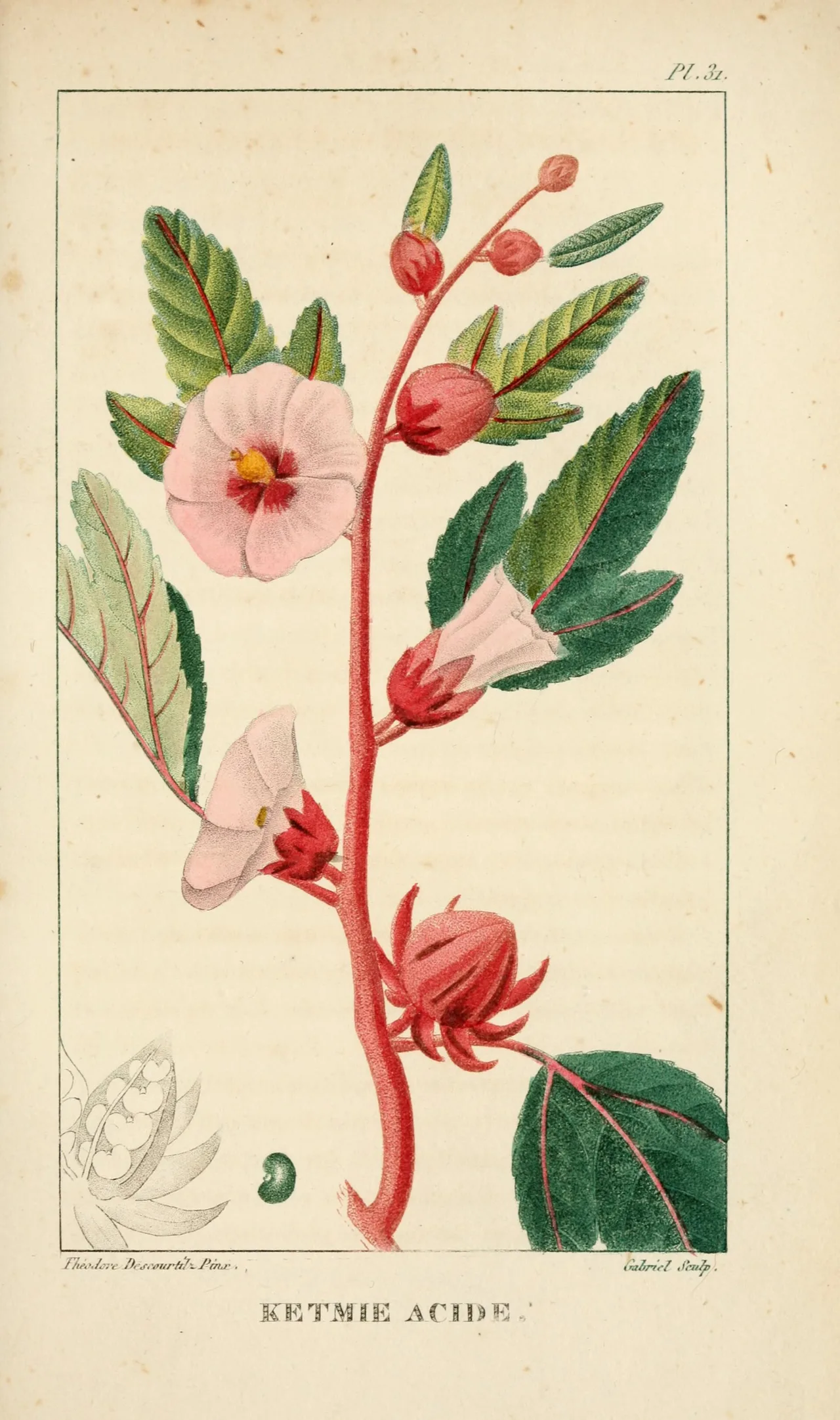 Botanische Farbtafel: Zweig der Roselle mit gezähnten Blättern, einer offenen blassrosa Blüte mit dunkler Mitte, Knospen und fleischigen roten Kelchen, unten links eine Detailzeichnung.