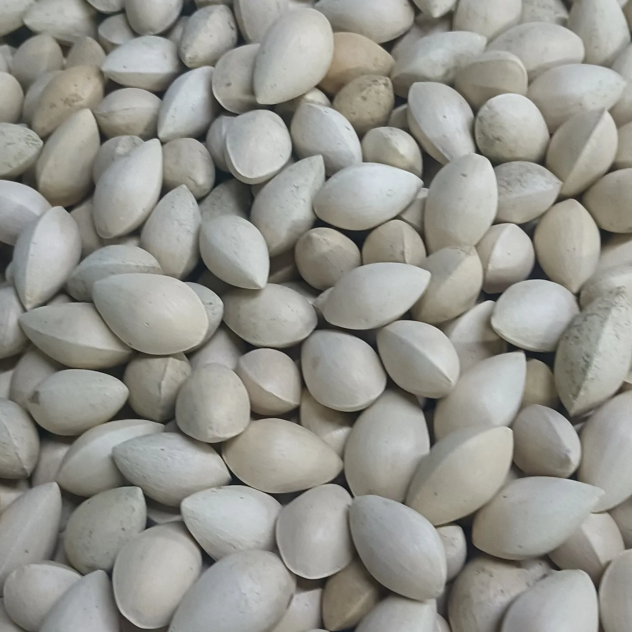 Viele hellbeige, ovale Ginkgosamen mit harter Schale, ohne Fruchtfleisch