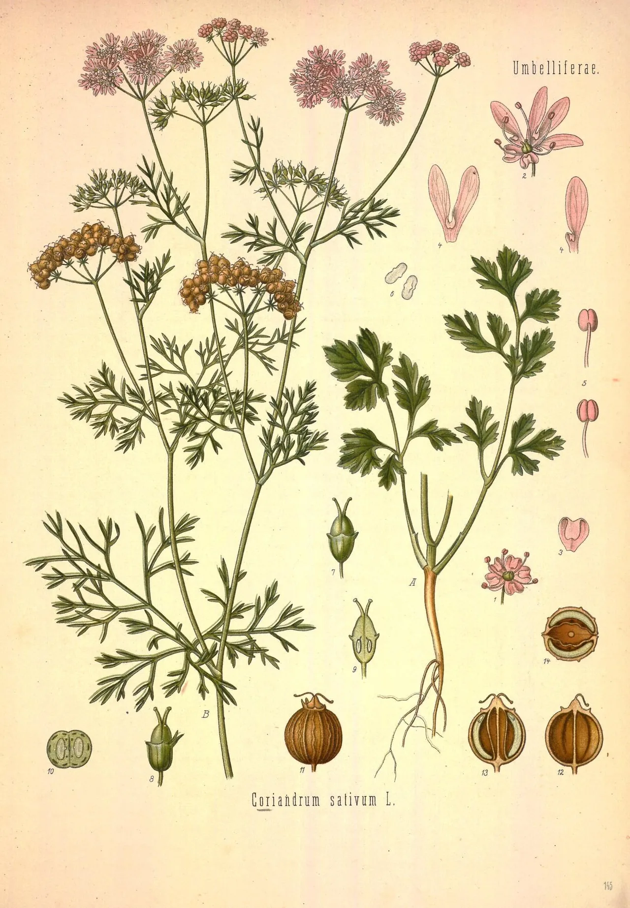 Botanische Tafel des Korianders: blühende Pflanze mit fein zerteilten oberen Blättern, breiten unteren Blättern, Dolden mit reifen Früchten und Einzelzeichnungen von Blüte und Frucht