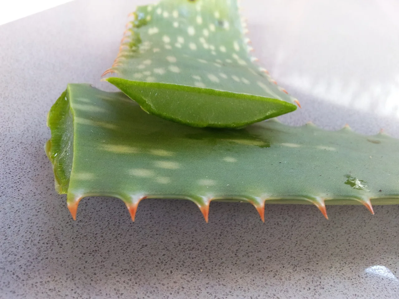 Aufgeschnittenes Aloe-vera-Blatt mit gezähntem grünem Rand; an der Schnittfläche liegt das durchscheinende Gel frei