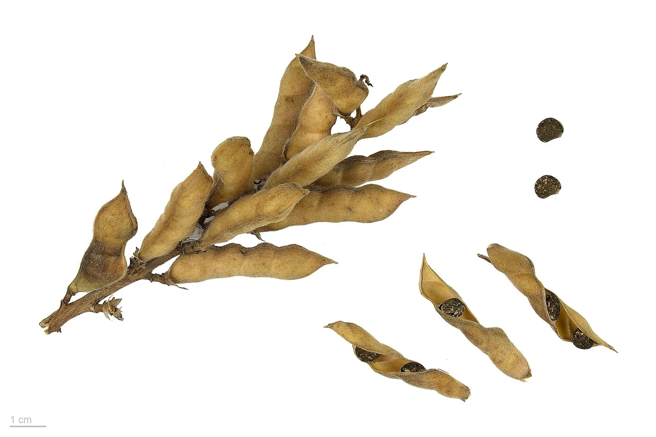 Getrocknete Hülsen der Blauen Lupine an einem Stängel, daneben geöffnete Hülsen und einzelne kleine, rundliche, dunkel gesprenkelte Samen; Maßstab 1 cm