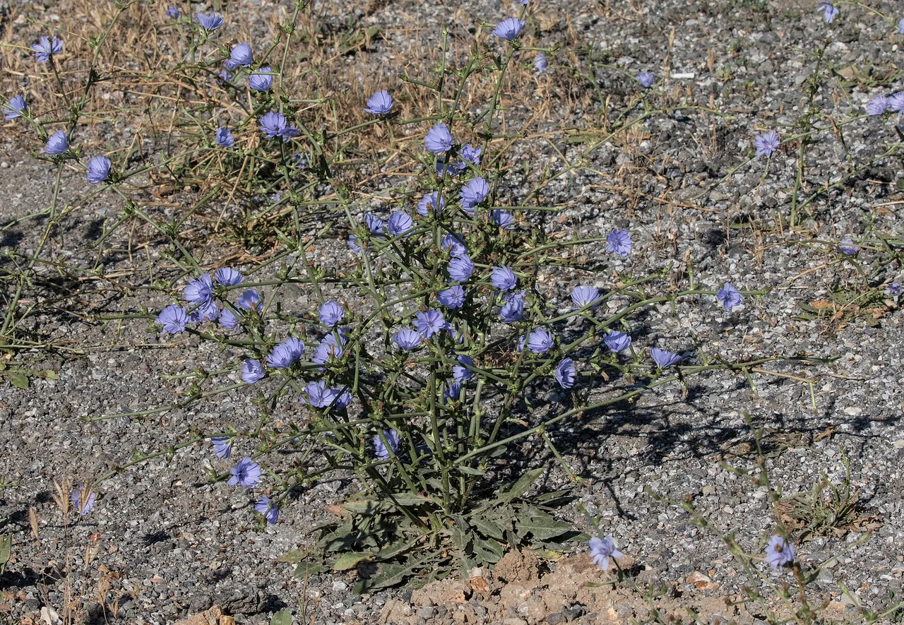 Blühende Wegwarte mit hellblauen Blüten auf einem Kiesstreifen