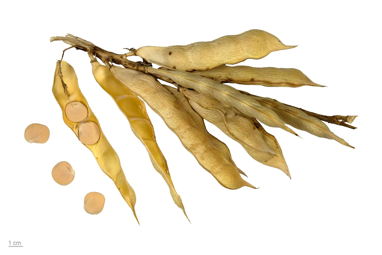 Getrocknete Hülsen der Weißen Lupine an einem Stängel, eine geöffnete Hülse mit Samen, daneben vier große, flache, cremefarbene Samen; Maßstab 1 cm