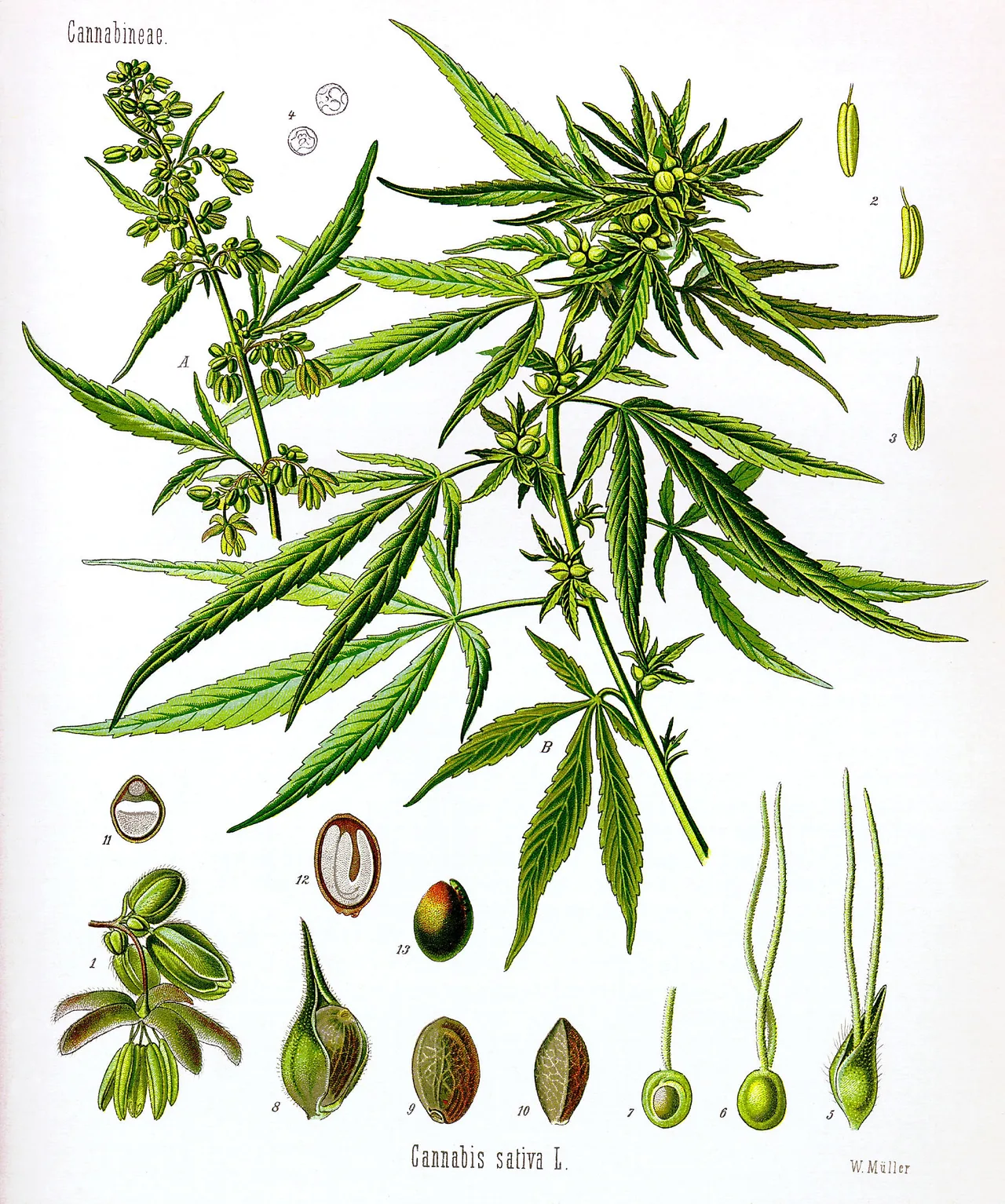 Botanische Tafel des Hanfs: beblätterter Trieb mit gefingerten Blättern und Blütenständen, darum Einzeldarstellungen von Blüten, Früchten und Samen, teils im Schnitt