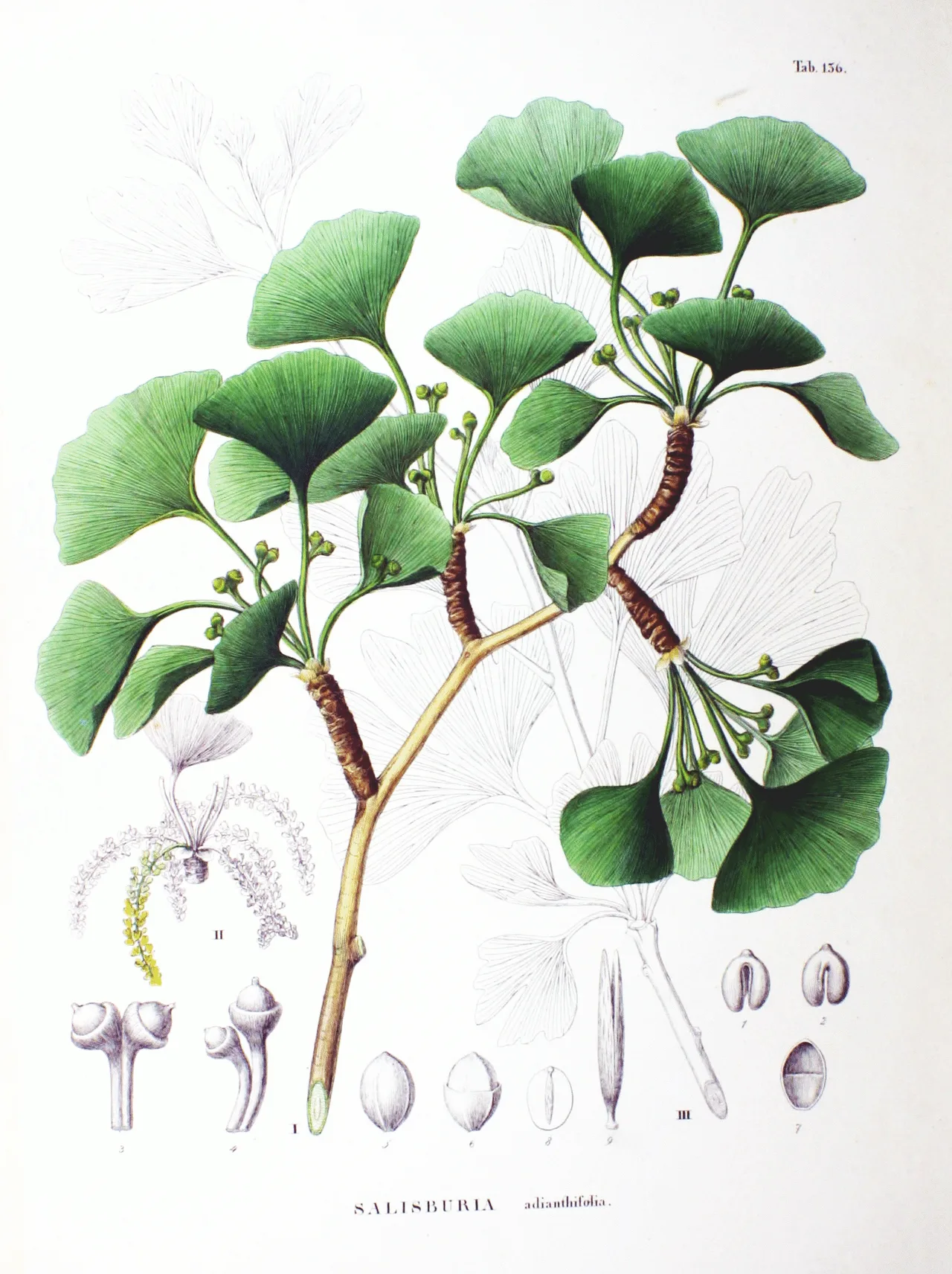 Botanische Tafel: Ginkgo-Zweig mit fächerförmigen, eingeschnittenen Blättern, Samenanlagen und Detailzeichnungen von Blüten und Samen