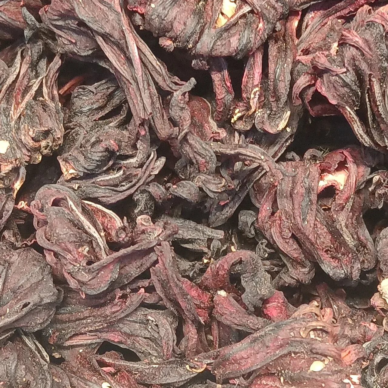 Nahaufnahme getrockneter ganzer Roselle-Kelche, dunkel weinrot, geschrumpft und ineinander verdreht.