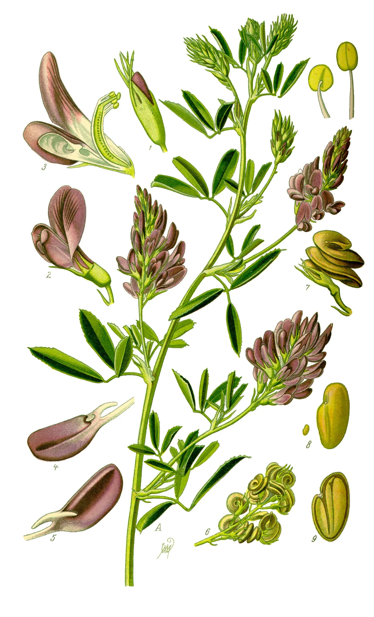 Botanische Tafel der Luzerne: beblätterter Trieb mit dreizähligen Blättern und violetten Blütentrauben, daneben Einzelblüten, spiralig gewundene Hülsen und nierenförmige Samen
