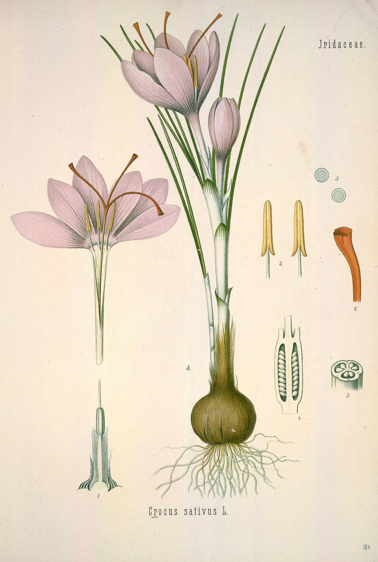 Botanische Tafel des Safrankrokus: Pflanze mit Knolle, schmalen Blättern und hellvioletten Blüten, daneben eine aufgeschnittene Blüte mit drei roten Narbenästen und Einzelzeichnungen