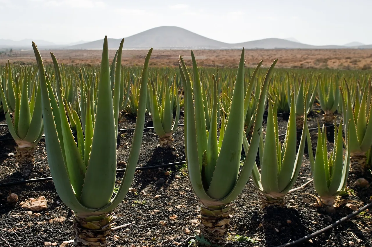 Feld mit Aloe-vera-Pflanzen in Reihen auf trockenem Boden, im Hintergrund flache Berge