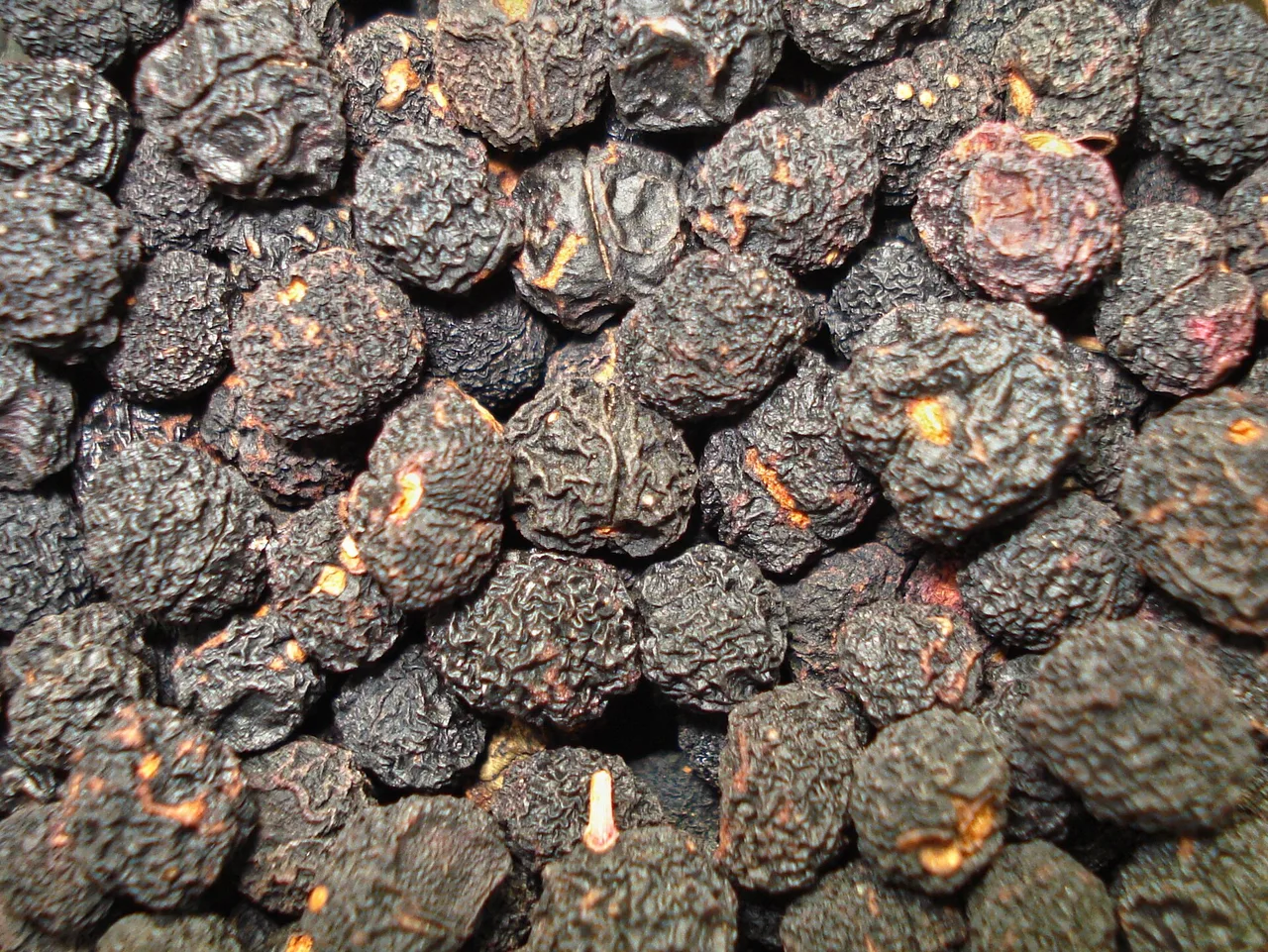Getrocknete Beeren des Tasmanischen Bergpfeffers, schwarz bis dunkelviolett und stark runzelig