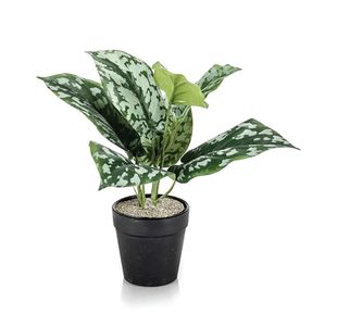 Tabletop Scindapsus Lava Planter
