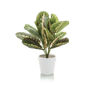 Tabletop Maranta Bush Lava Planter