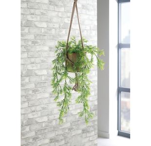 Traiing Asparagus Fern Terracottapot