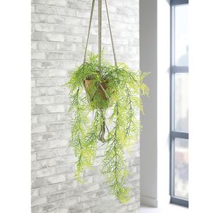 Trailing Emerald Fern Terracotta Pot