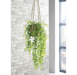 Trailing Ficus Pumila Terracotta Pot