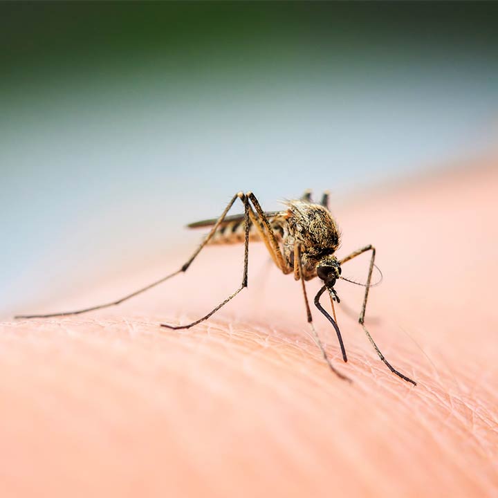 Mückenstiche – Symptome, Entzündungen, Abhilfe Eine Mückenstiche sitz auf einem Arm und sticht zu.
