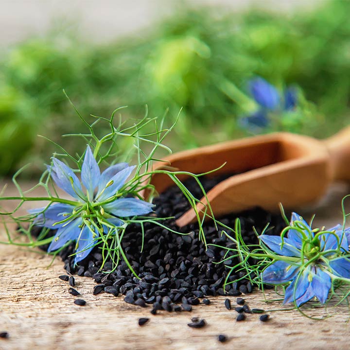 Powerpflanze – Schwarzkümmel Auf einer Platte liegen die Blüten und Samen der Schwarzkümmelpflanze.