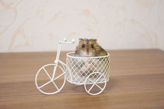 handsome hamster in a white tricycle basket toy bike