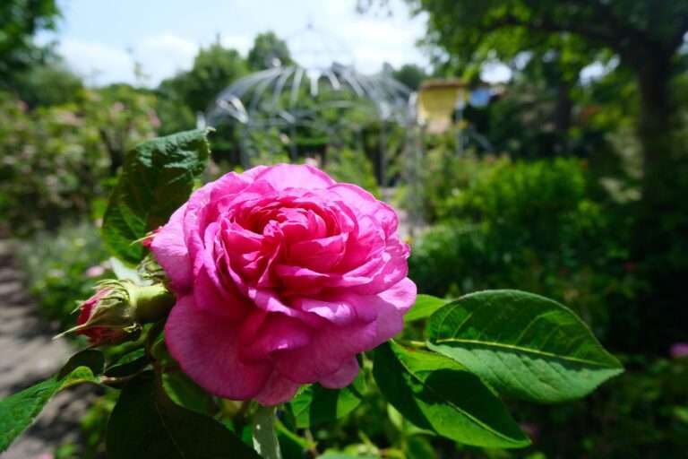 Rosenfest und Schmiedetag