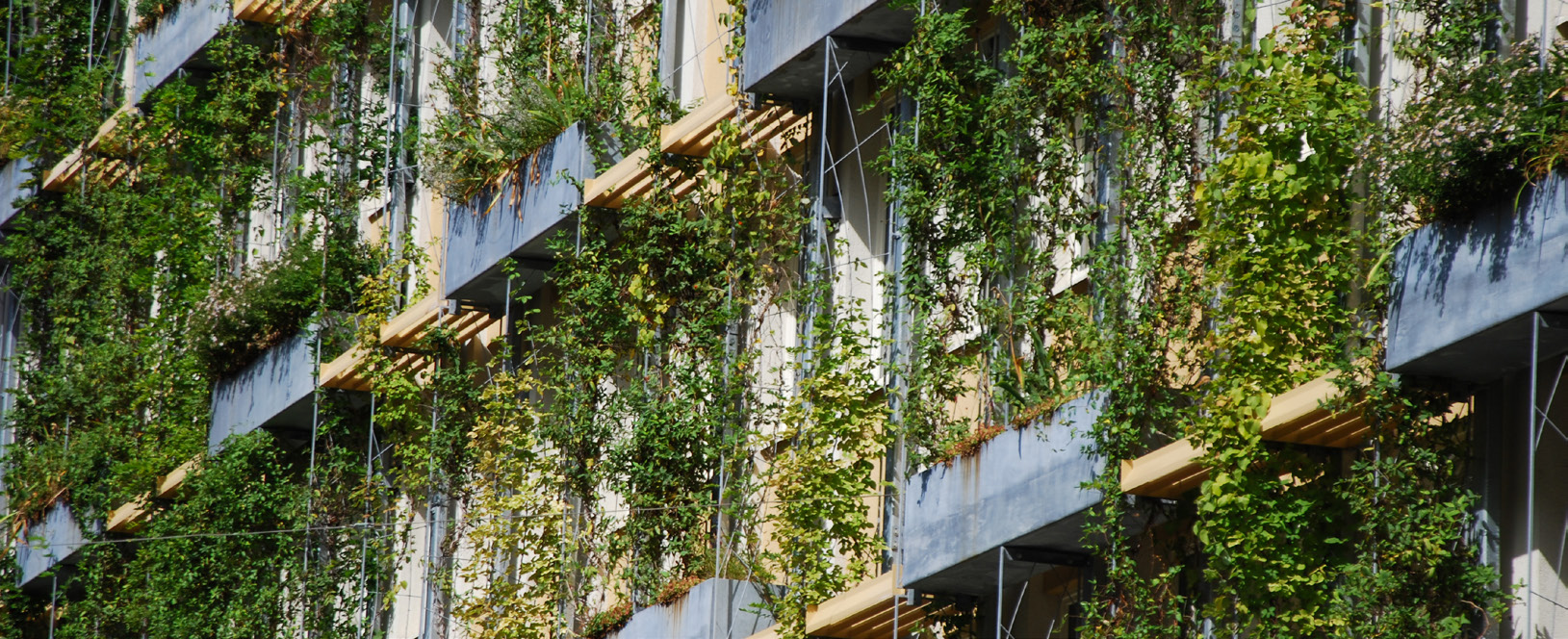 Es grünt so grün: Begrünte Dächer und Fassaden für den Klimaschutz