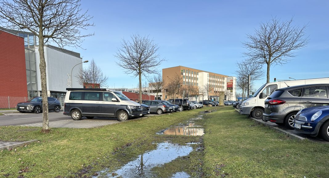 Gehölzverwendung in der Schwammstadt - Chancen und Risiken