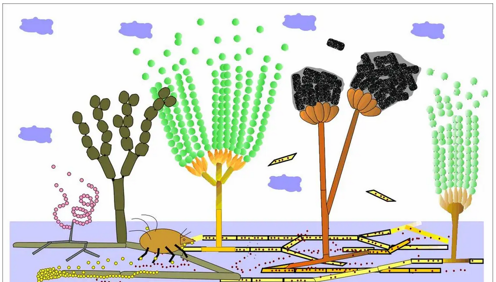 Schimmel überall - Wie kommt er an Feuchtigkeit, Dr. Trautmann?