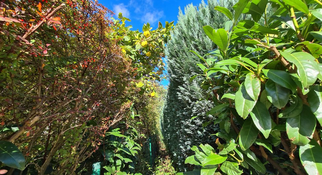 Äste über dem Gartenzaun: Wann Rückschnitt erlaubt ist
